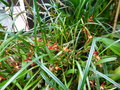vignette Maxillaria tenuifolia