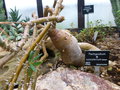 vignette Pachypodium succulentum