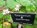 vignette Pelargonium australe