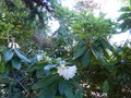 vignette Rhododendron Polar Bear majestueux au 08 07 14