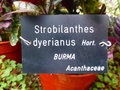 vignette Strobilanthes dyerianus