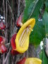 vignette Thunbergia mysorensis