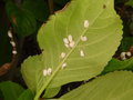 vignette Pulvinaria hydrangeae = Eupulvinaria hydrangeae - Cochenille pulvinaire