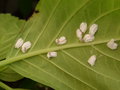 vignette Pulvinaria hydrangeae = Eupulvinaria hydrangeae - Cochenille pulvinaire