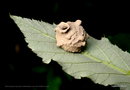 vignette Nid de gupes maonnes ( Eumeninae ) sous une feuille de ronce
