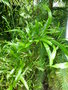 vignette Homalocladium platycladum - Plante ruban