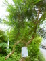 vignette Melaleuca alternifolia - Tea tree