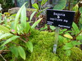vignette Begonia capillipes