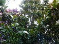 vignette Magnolia Grandiflora Exmouth immense et trs parfum le haut au 09 07 14