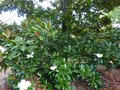 vignette Magnolia Grandiflora Exmouth immense et trs parfum le bas au 09 07 14