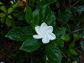 vignette Gardenia Jasminoides summer snow au superbe parfum fruit au 09 07 14