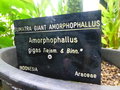 vignette Amorphophallus gigas