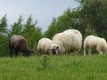 vignette Moutons - Sheep