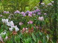 vignette Rhododendrons