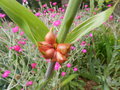 vignette Watsonia bulbillifera (bulbilles)