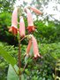 vignette Fuchsia du Cap (phygelius capensis)