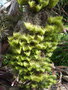 vignette Tillandsia tenuifolia