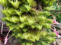 vignette Tillandsia tenuifolia