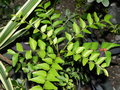 vignette Phyllanthus vespertilio