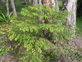 vignette Phyllanthus koghiensis