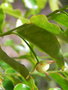 vignette Phyllanthus koghiensis