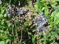 vignette Allium caeruleum = Allium azureum - Ail azuré, Ail bleu