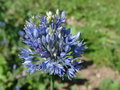 vignette Allium caeruleum = Allium azureum - Ail azur, Ail bleu