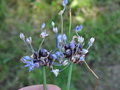 vignette Allium caeruleum = Allium azureum - Ail azuré, Ail bleu
