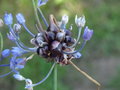 vignette Allium caeruleum = Allium azureum - Ail azur, Ail bleu