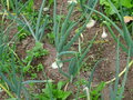 vignette Allium cepa - oignon blanc