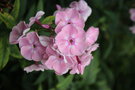 vignette Phlox paniculata 'Rosa Pastel'
