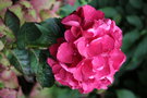 vignette Hydrangea macrophylla 'Merveille Sanguine'