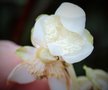 vignette Deinanthe caerulea white flowered