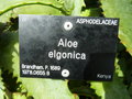 vignette Aloe elgonica