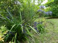 vignette Dianella tasmanica et ses gros fruits bleus au 18 07 14