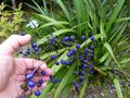 vignette Dianella tasmanica gros plan de ses gros fruits bleus au 18 07 14