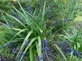 vignette Dianella tasmanica gros plan au 20 07 14