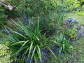 vignette Dianella tasmanica au 20 07 14