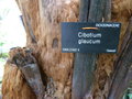 vignette Cibotium glaucum