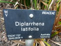 vignette Diplarrhena latifolia