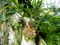 vignette Hedychium gomezianum