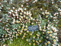 vignette Helicrysum retortoides