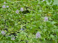 vignette Eichhornia crassipes - Jacinthe d'eau - Camalote