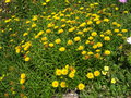 vignette Buphthalmum salicifolium