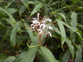 vignette Hedychium villosum tenuiflorum CHB07.CH181