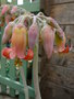 vignette cotyledon orbiculata obloga
