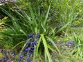 vignette Dianella tasmanica au 25 07 14