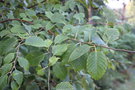 vignette Betula utilis ssp. utilis