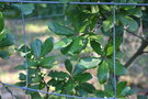 vignette Quercus phillyreoides