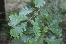 vignette Quercus pubescens